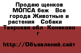 Продаю щенков МОПСА беж - Все города Животные и растения » Собаки   . Тверская обл.,Конаково г.